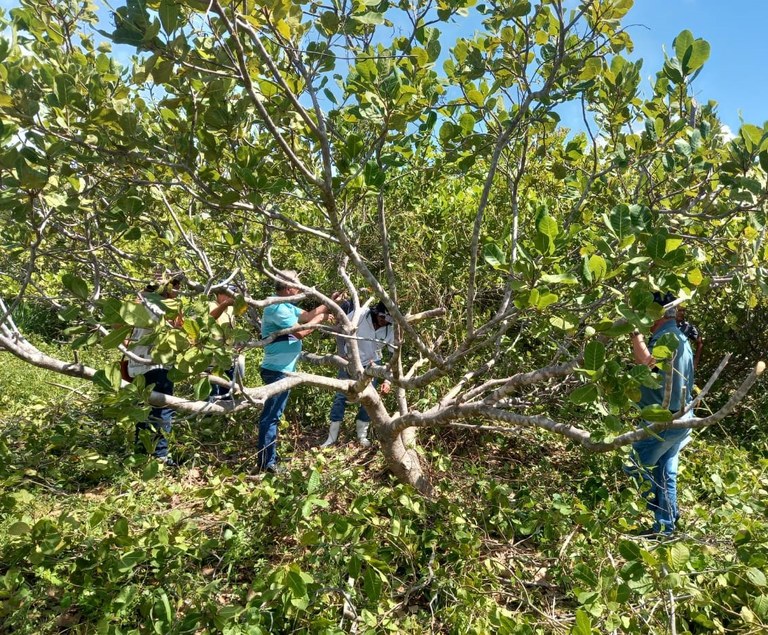 Governo da Paraíba incentiva expansão da cajucultura no Litoral