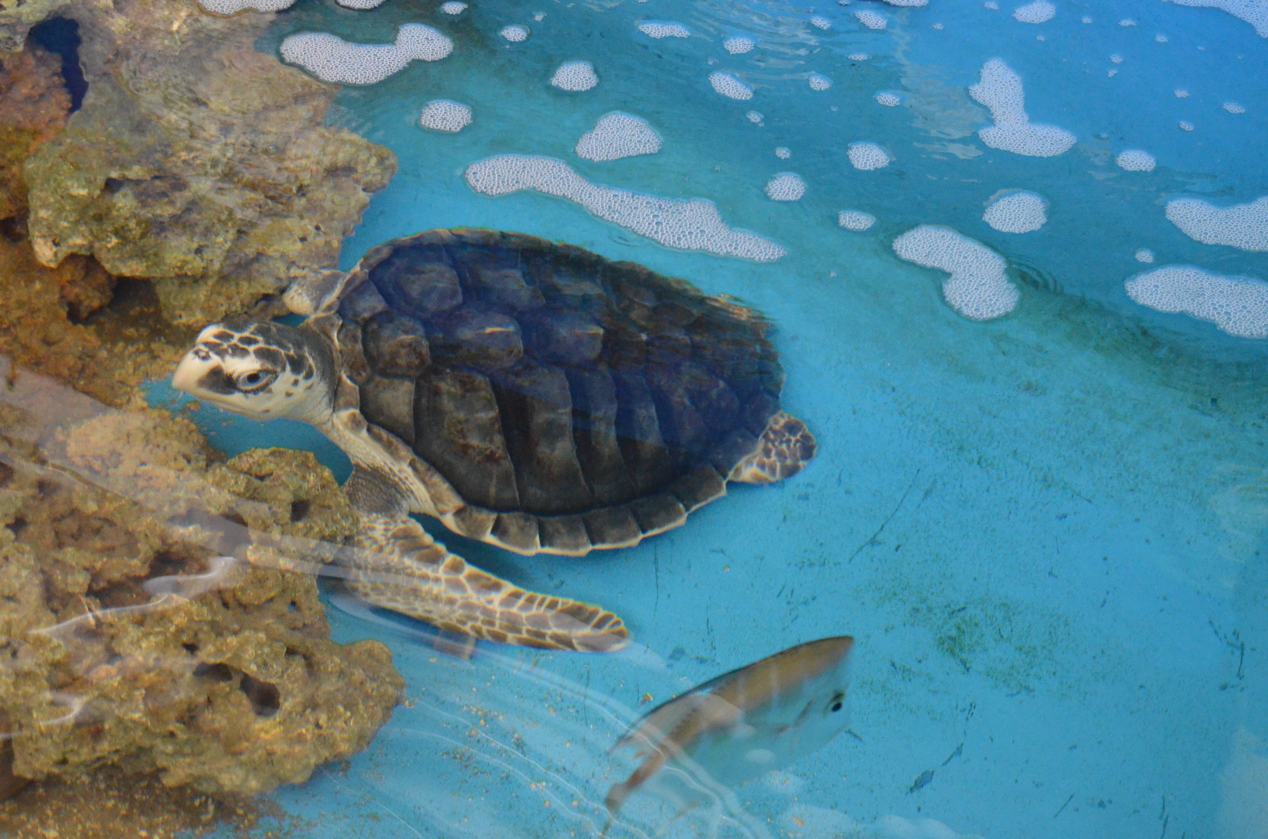Aquario-Paraiba-Tartaruga-Marinha.jpg