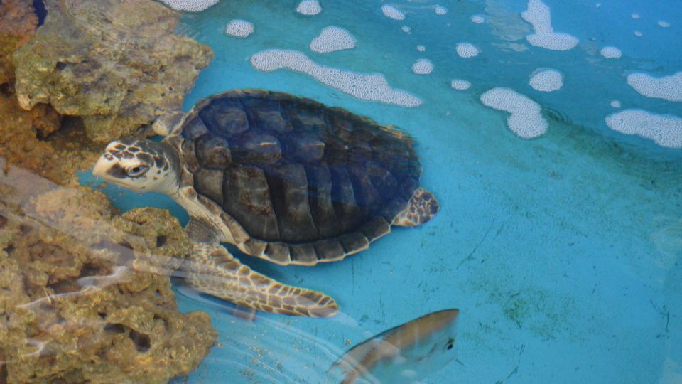 Aquario-Paraiba-Tartaruga-Marinha.jpg