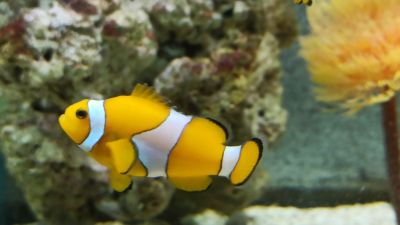 Nemo-Aquario-10-anos-scaled.jpg