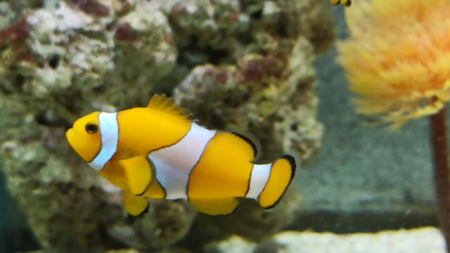 Nemo-Aquario-10-anos-scaled.jpg