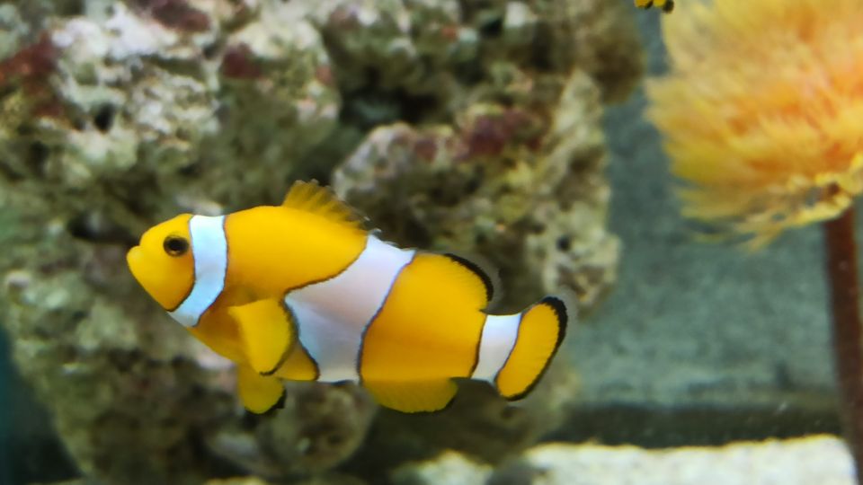 Nemo-Aquario-10-anos-scaled.jpg